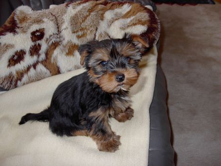 Australian Terrier Ich bin noch so klein