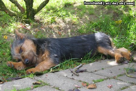 Australian Terrier Lausbube