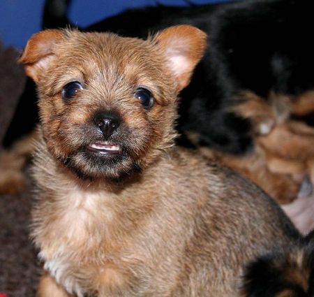 Australian Terrier Lausbube Hazel