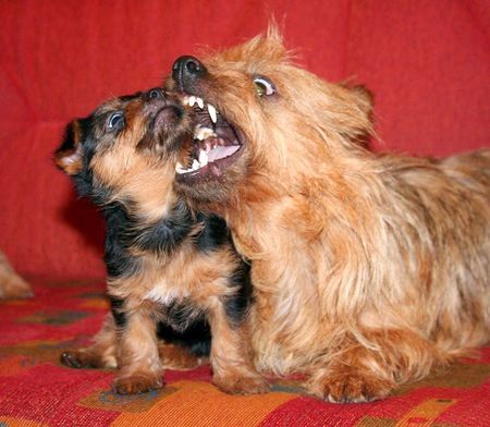 Australian Terrier Lausbubenerziehung