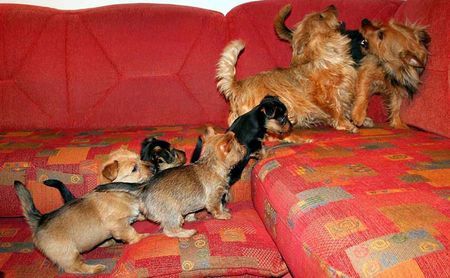 Australian Terrier Lausbuben Bande