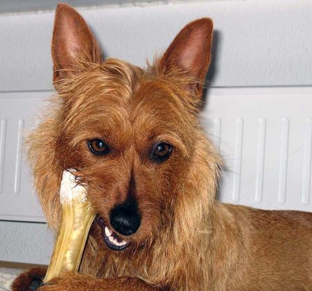 Australian Terrier Lausbube Gretchen