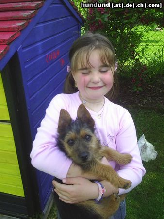 Australian Terrier D I N G O