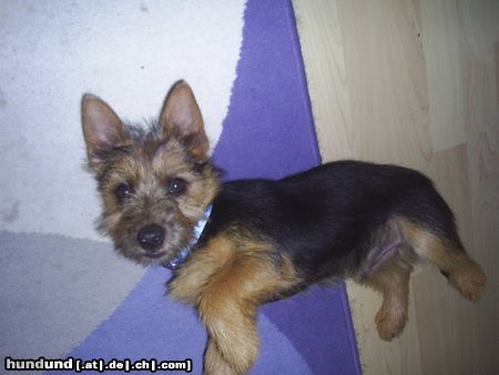 Australian Terrier Dingo 