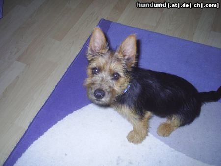 Australian Terrier Dingo 