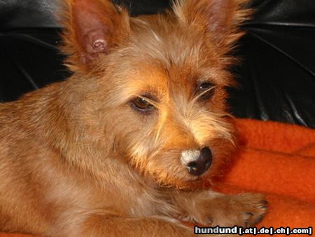 Australian Terrier mit 4 Monaten und RIESEN-Ohren.