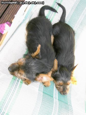 Australian Terrier DINGO & Lissy  