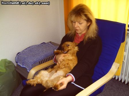 Australian Terrier Mir gehts richtig gut ( Doricas Ivanhoe )