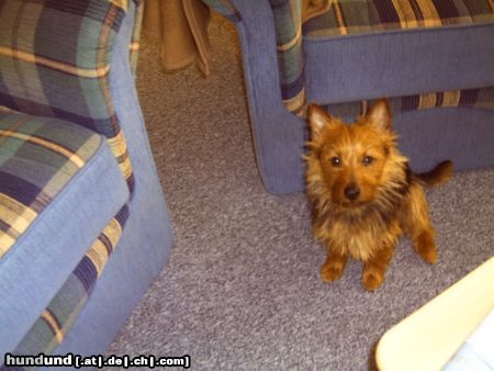 Australian Terrier Harley junior