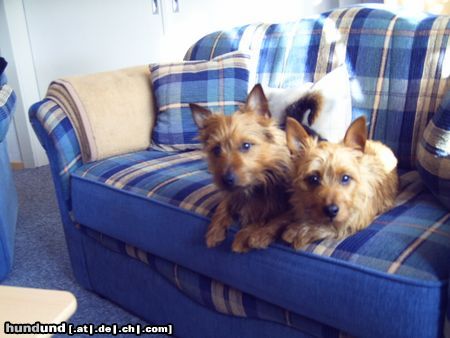 Australian Terrier Doricas Harley Junior u. Ivanhoe