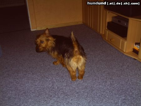 Australian Terrier Doricas Harley Junior ( von hinten bin ich genau so schön )