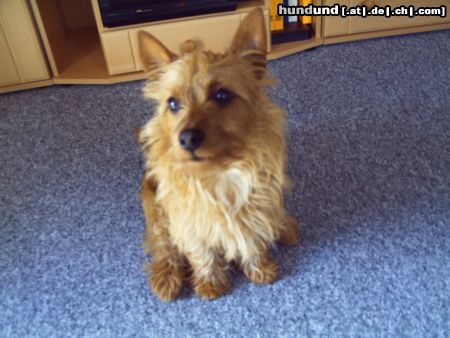 Australian Terrier Doricas  Ivanhoe