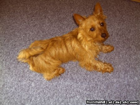 Australian Terrier Doricas Ivanhoe