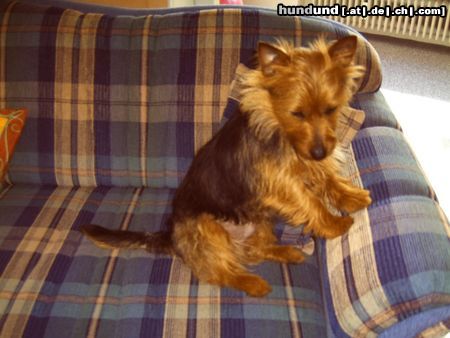 Australian Terrier Endlich mal das Sofa für mich allein...