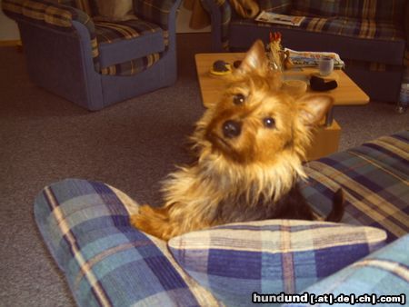 Australian Terrier Doricas  Harley Junior