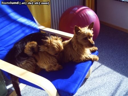 Australian Terrier Doricas Harley Junior und Ivanhoe