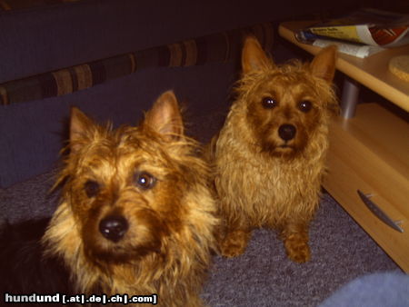 Australian Terrier Heute geh 'n wir nicht mehr in den Regen...