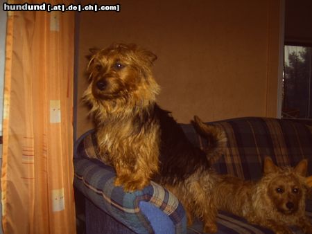 Australian Terrier Mal sehn, ob es immer noch regnet