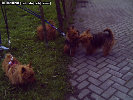 Australian Terrier Meine Freunde..