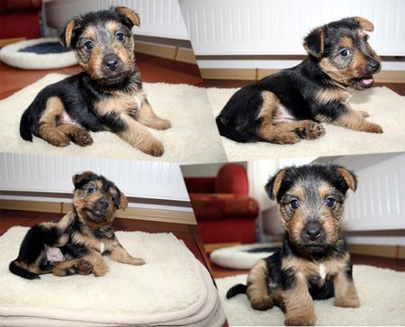 Australian Terrier Lausbube Khimari