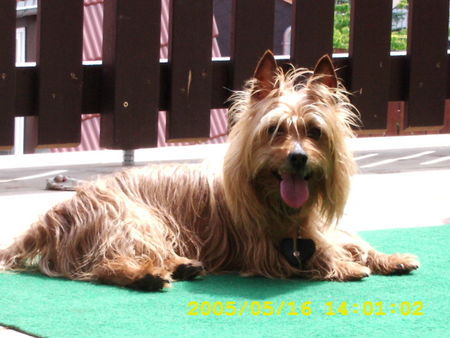 Australian Terrier Unser Australien Terrier 