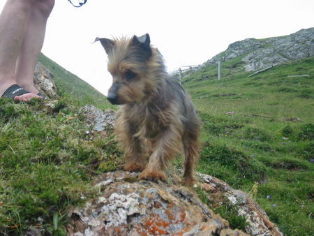 Australian Terrier Wauu