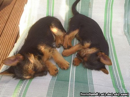 Australian Terrier Dingo und Lissi, k.o vom spielen.