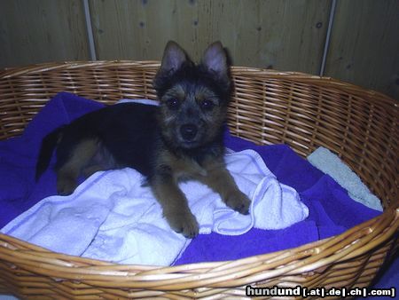 Australian Terrier DINGO, die 1. Nacht im neuen Heim