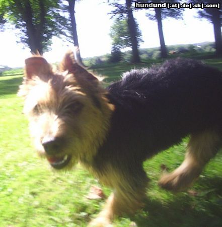 Australian Terrier