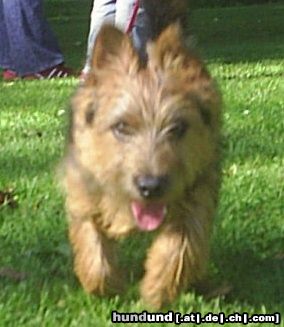 Australian Terrier