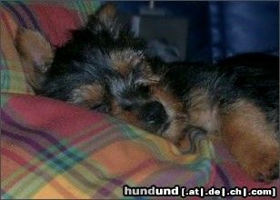 Australian Terrier Filou  an seinem 1. Tag