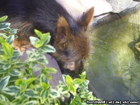 Australian Terrier Wasser .......