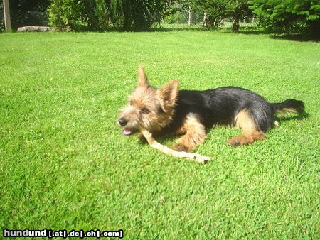 Australian Terrier Den Stock kriegste nicht .....