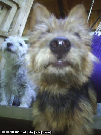 Australian Terrier Nasen im Wind