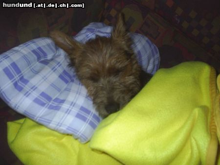 Australian Terrier Gute Nacht