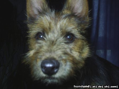 Australian Terrier DINGO  in Pose