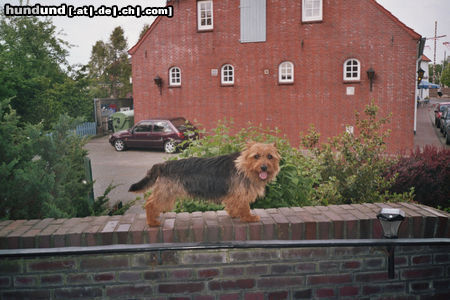 Australian Terrier nicht schubsen...