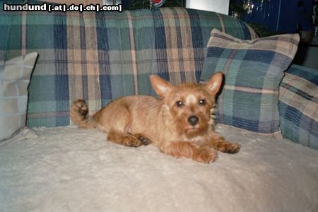 Australian Terrier