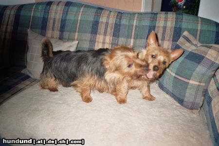 Australian Terrier Doricas Aussies, Hab dich zum fressen gern