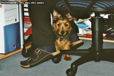 Australian Terrier Harley junior (können diese Augen lügen ? )