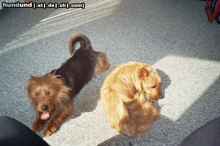 Australian Terrier Doricas Aussies, Mein Bruder ist heute wieder sehr ermüdent