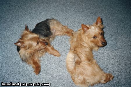 Australian Terrier Mach mal Pause....