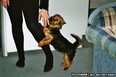 Australian Terrier Harley junior 