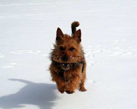 Australian Terrier australianterrier zapfenjäger joy