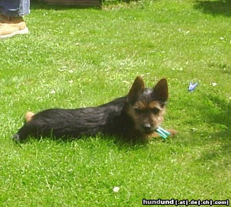 Australian Terrier Meine Wäscheklammer