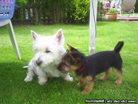 Australian Terrier Mozart & Dingo