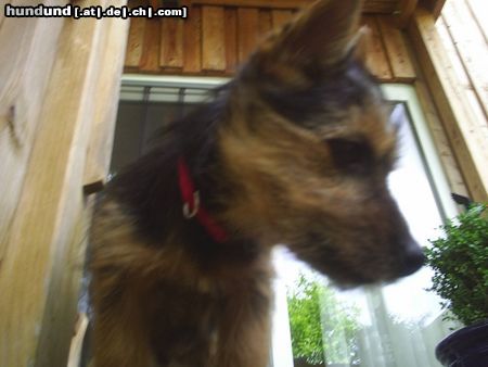 Australian Terrier                              DINGO