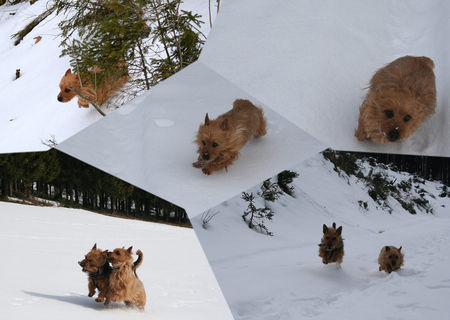 Australian Terrier australianterrier kampfkugel luna