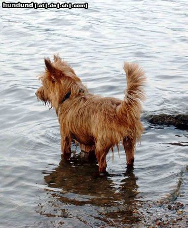 Australian Terrier ich bin Terrier - nicht Aquarier