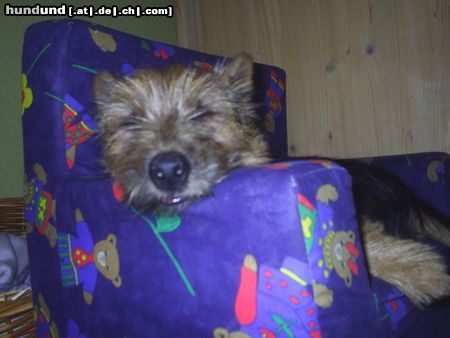 Australian Terrier DINGO